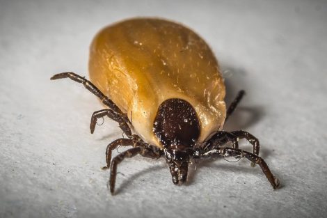 How To Kill Ticks?