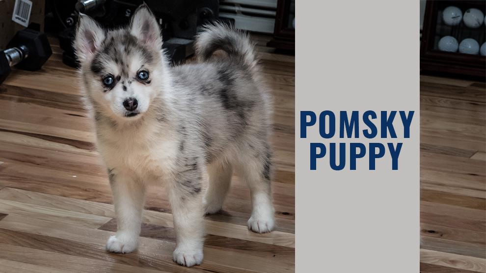 snatch mangel kedelig Pomsky Puppy: The Complete Dog Breed Overview - Petmoo