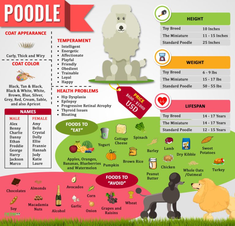 Poodles – Complete Dog Breed Information And Training Tips - Petmoo