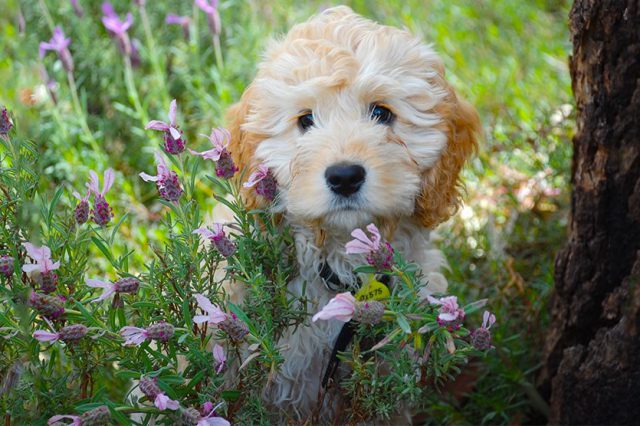 Boykin Spaniel Puppies – Breed Information - Petmoo