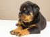 Rottweiler Puppies