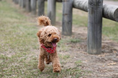 Toy Poodle