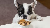 What Can Dogs Eat For Breakfast? - Best & Non-Ideal Foods - Petmoo