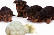 Can Dogs Eat Cauliflower?