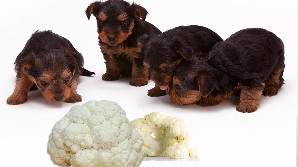 are dogs allowed cauliflower
