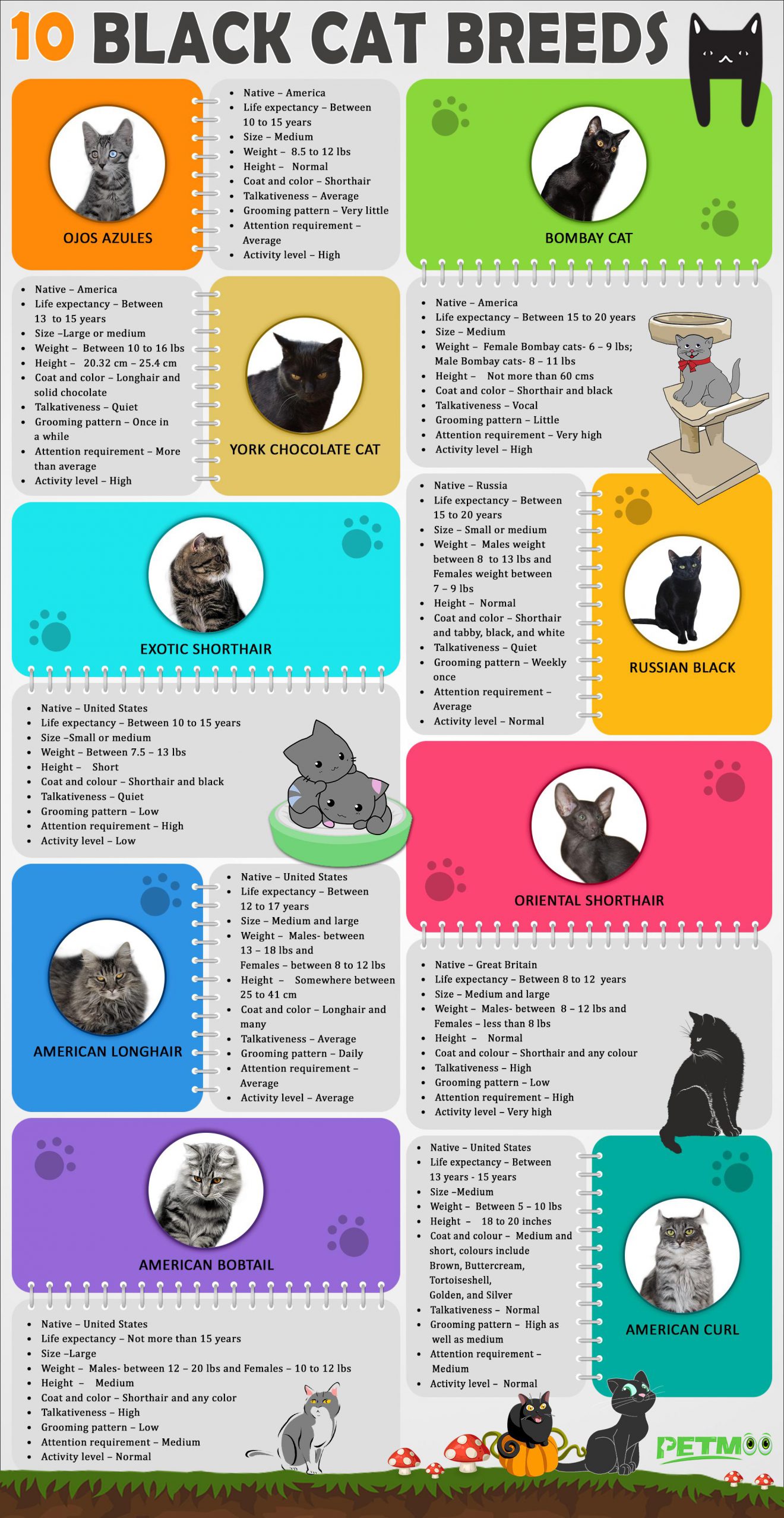 10 Black Cat Breeds The Fascinating World Of Felines Petmoo