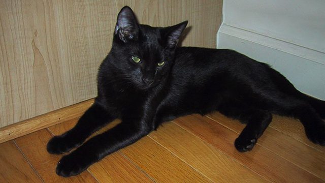 Bombay Cats - The Most Adjustable & Attractive Black Cat - Petmoo