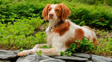 Brittany Spaniel – Must Know Dog Breed Information - Petmoo