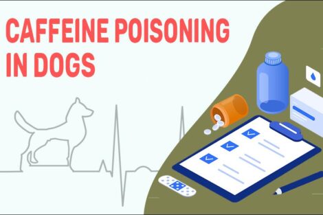 Caffeine Poisoning In Dogs