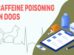 Caffeine Poisoning In Dogs