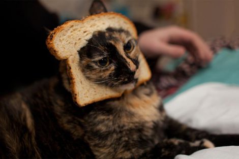 Can Cats Eat Bread