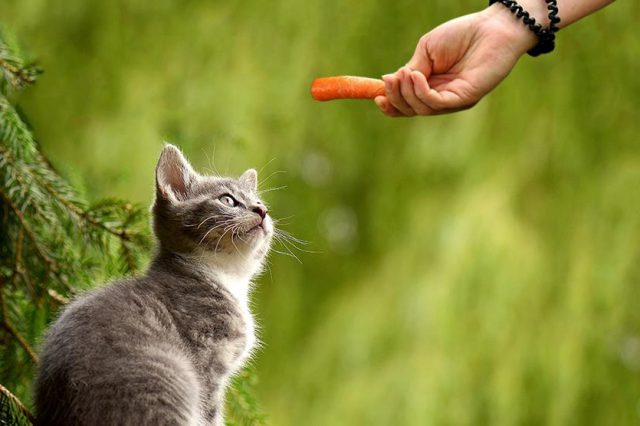 Can Cats Eat Carrots