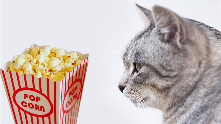 can-cats-eat-popcorn-is-popcorn-safe-for-cats-petmoo