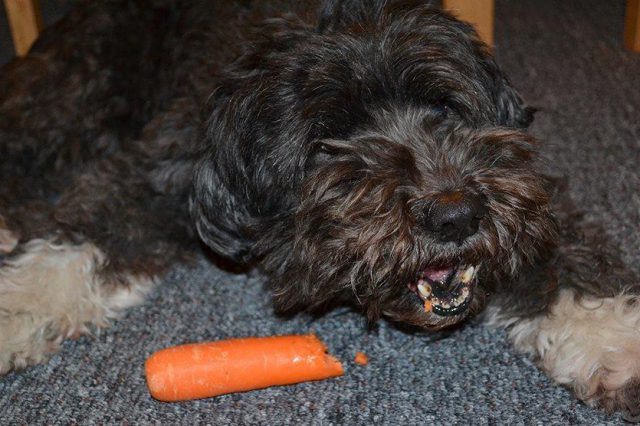 Can Dogs Eat Carrots?