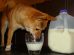 Can Dogs Drink Milk?