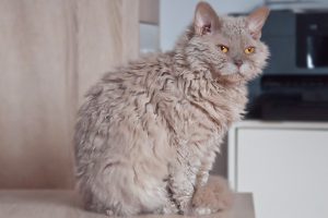 Cats With Curly Hair