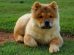 Chow Chow Dog