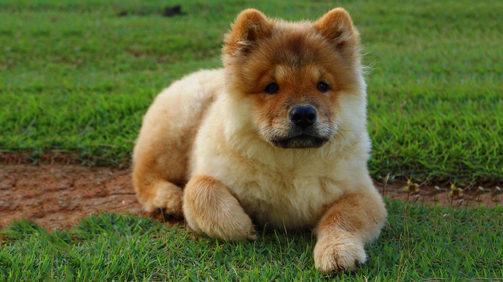 smooth blue chow chow
