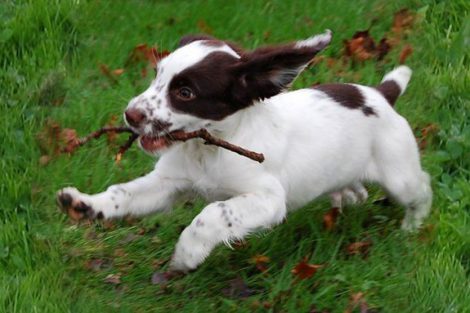 English Springer Spaniel