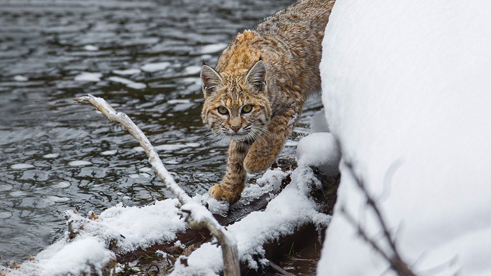 Exotic Cats - The Unusual & Challenging Legal Cats - Petmoo