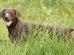 German Shorthaired Pointers