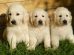 Golden Retriever Puppies