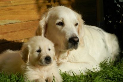 Yellow Lab – Complete Guide To The Yellow Labrador Retriever - Petmoo