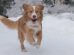 Nova Scotia Duck Tolling Retriever