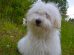 Old English Sheepdog