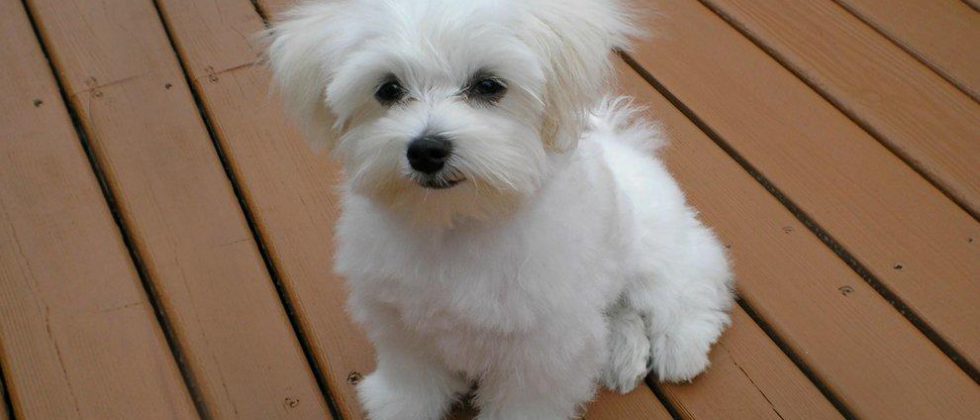 Small Dog Breeds