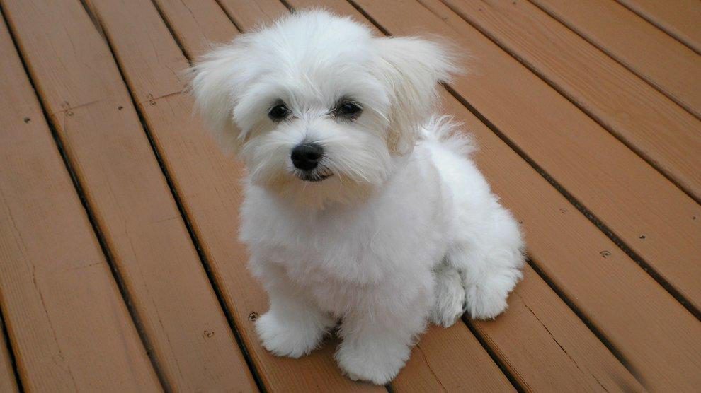 cutest miniature dog breeds