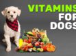 Vitamins For Dogs