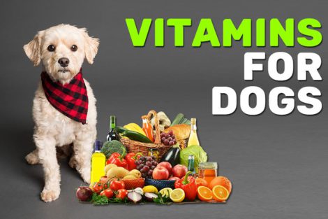 Vitamins For Dogs