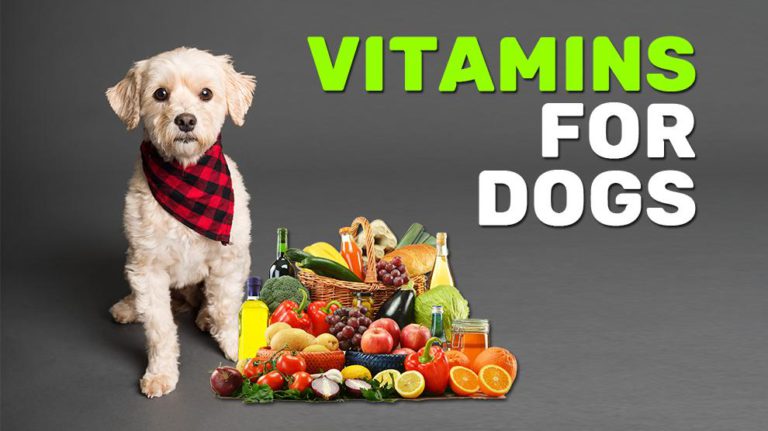 7 Best Vitamins For Dogs To A Healthy Life - Petmoo