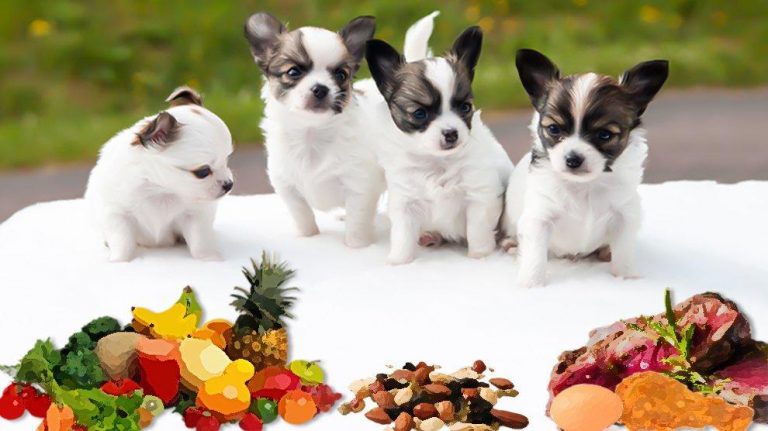 what-foods-can-dogs-eat-43-safe-people-food-petmoo