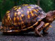 Box Turtles Care