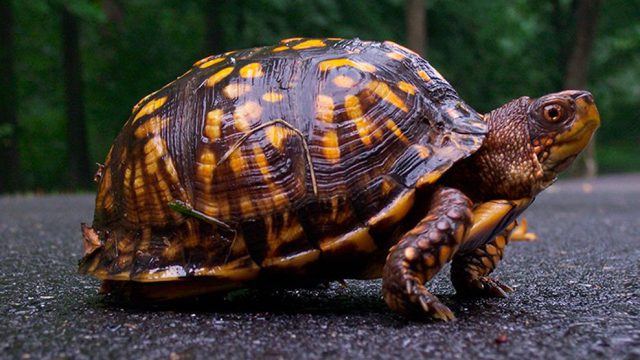 Box Turtles – Facts, Care, Health Checkups & Food - Petmoo