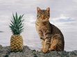 Can Cats Eat Pineapple?