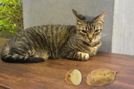 Can Cats Eat Potatoes