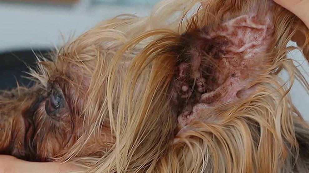 what causes a hematoma in dogs ear