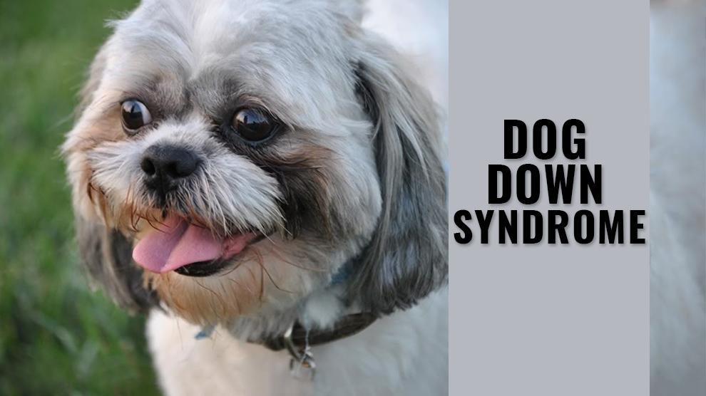 down syndrome dog