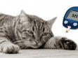 Hyperglycemia In Cats