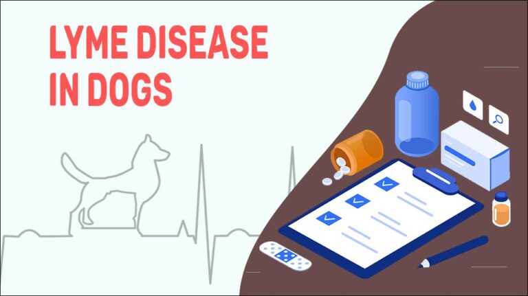 Lyme Disease In Dogs - Symptoms And Treatments - Petmoo