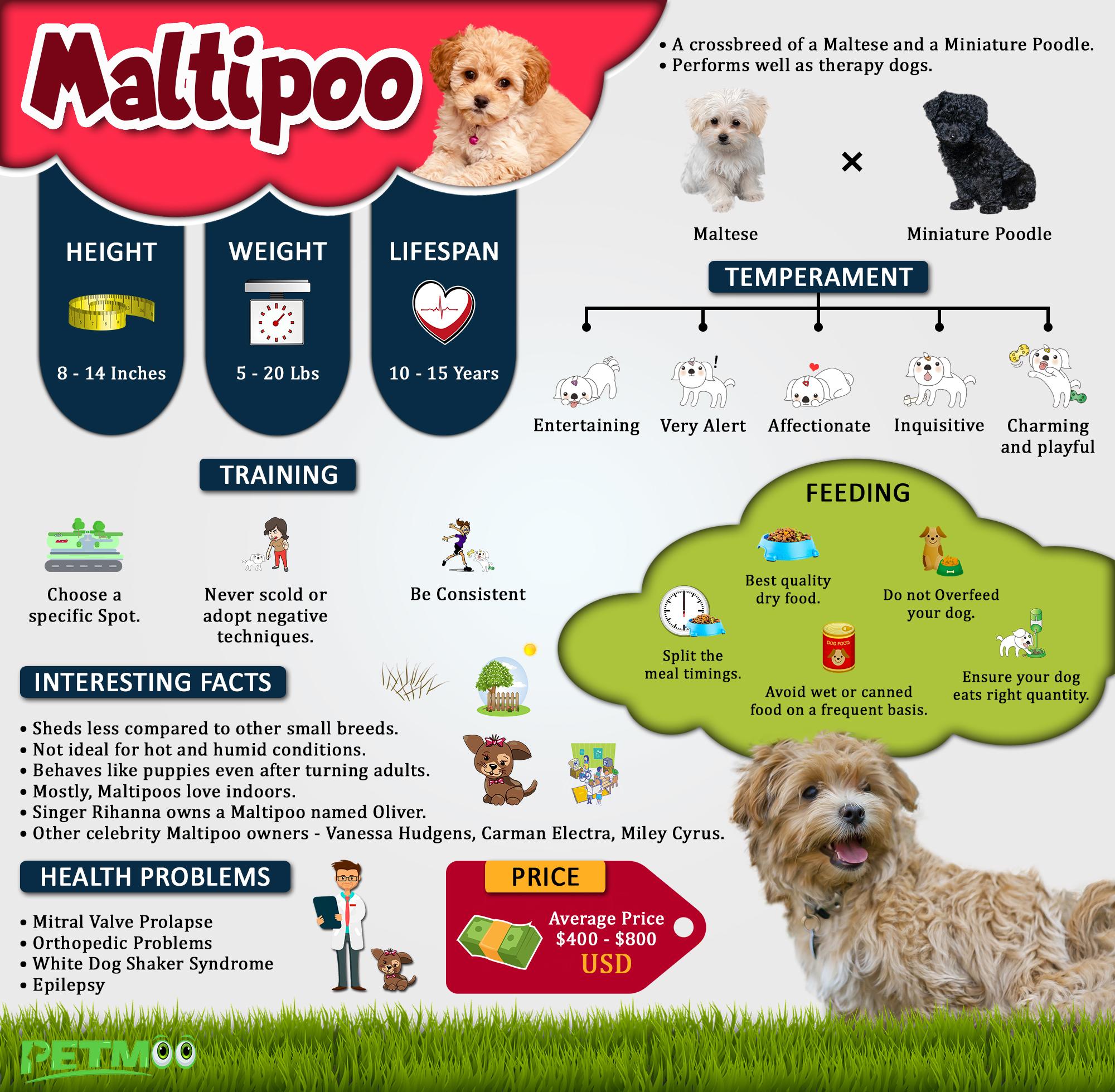 Maltipoo 10 Breed Information On The Maltese Poodle Mix Petmoo
