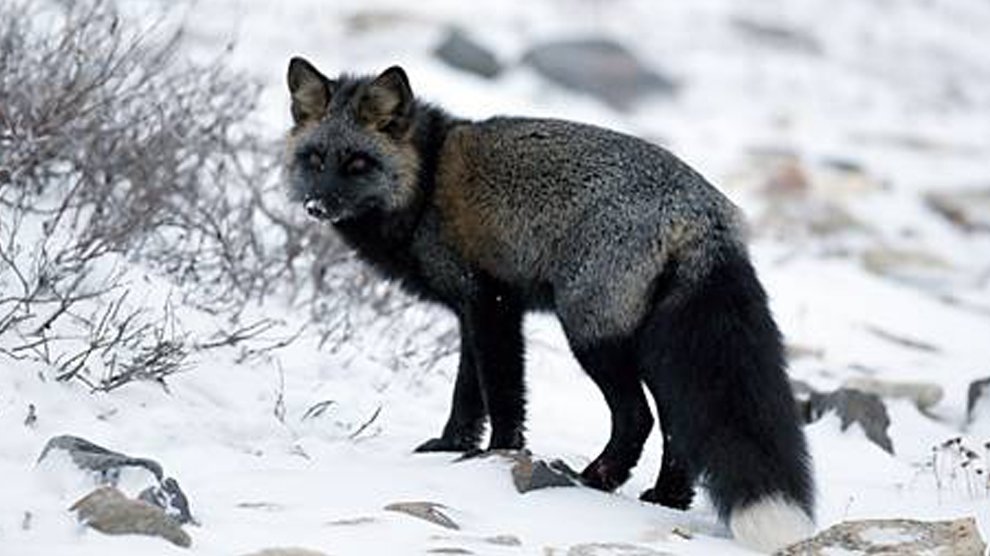 silver fox animal