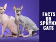 Sphynx Cats