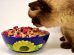 What Foods Can Cats Eat