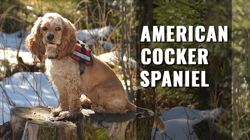 are bones easily digested by a american cocker spaniel