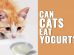 Can Cats Eat Yogurt?