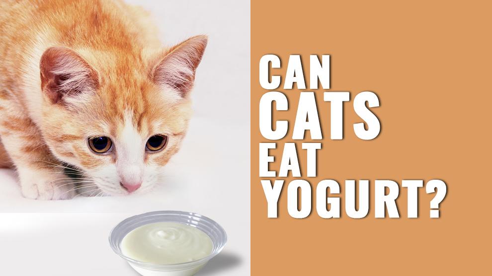 yoghurt for cats